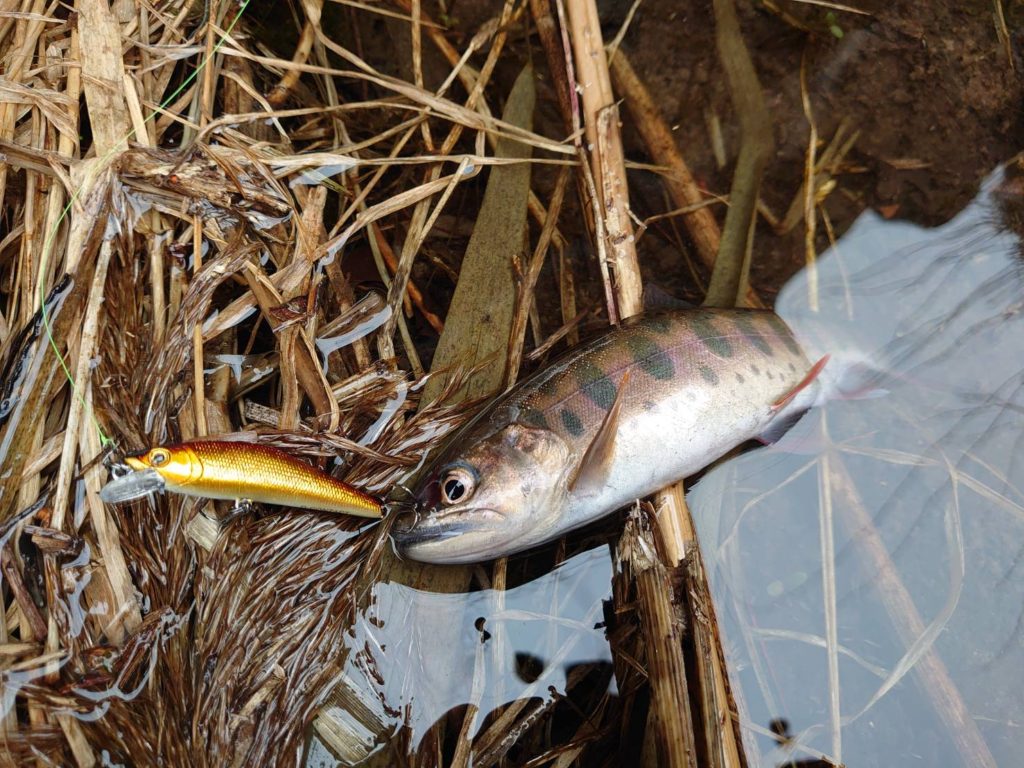 堰堤での山女魚