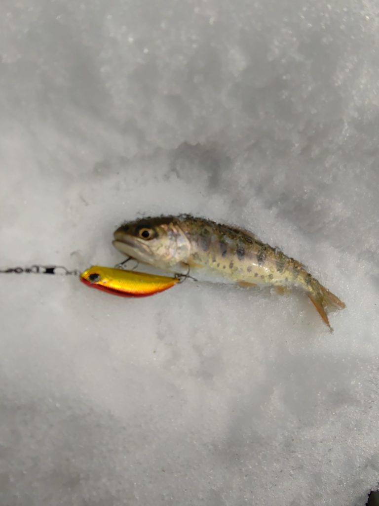 ルアーフィッシングで釣れた山女魚