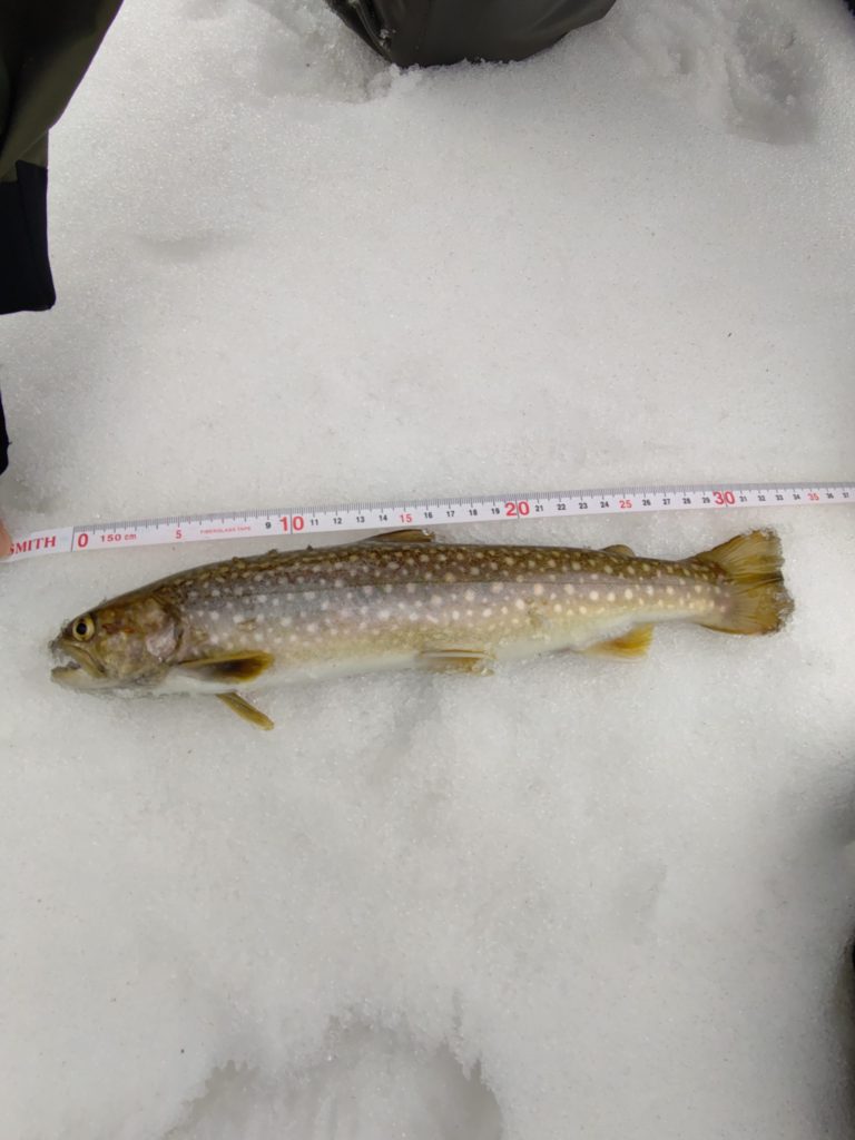 岩手県での尺岩魚