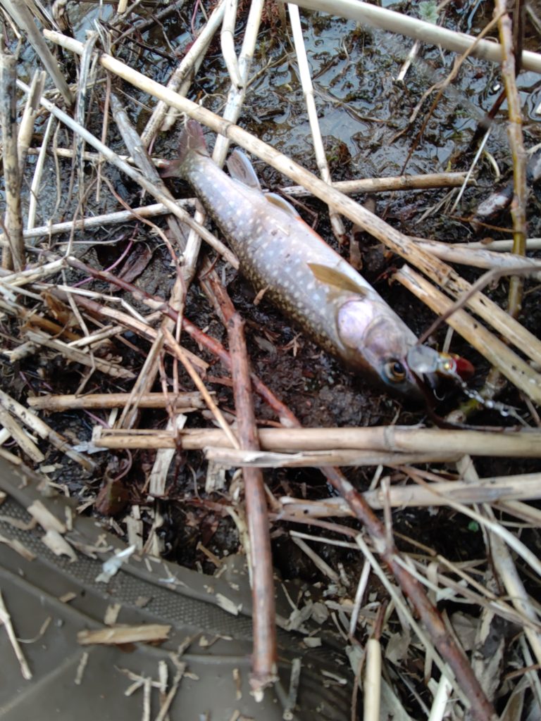 上手く撮れなかった魚