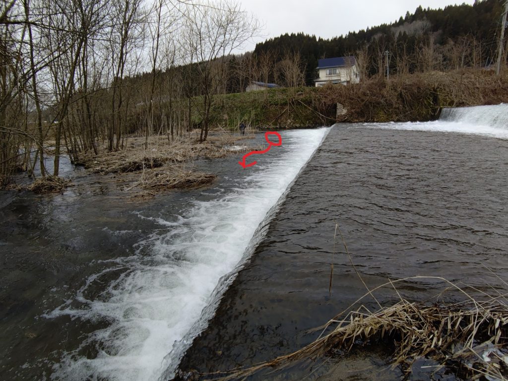 大堰堤で尺岩魚がヒット