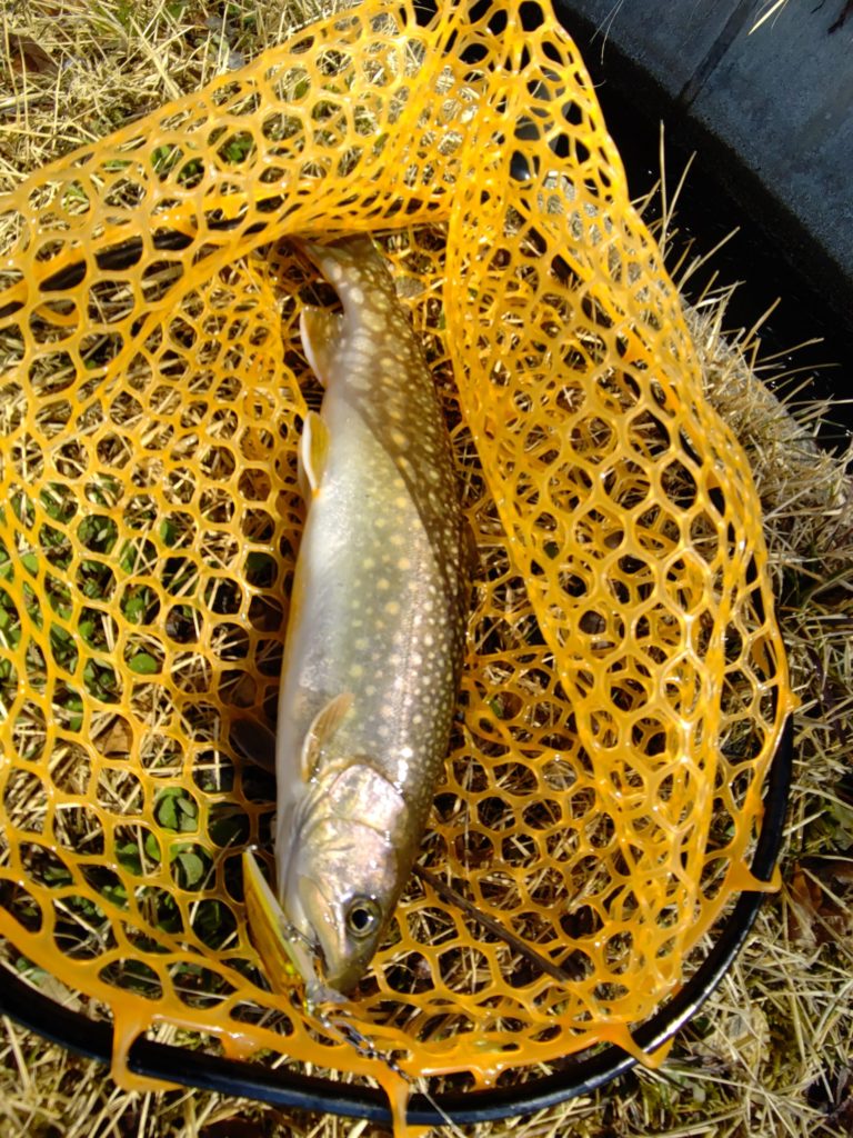 秋田で釣れた尺越えのニッコウイワナ