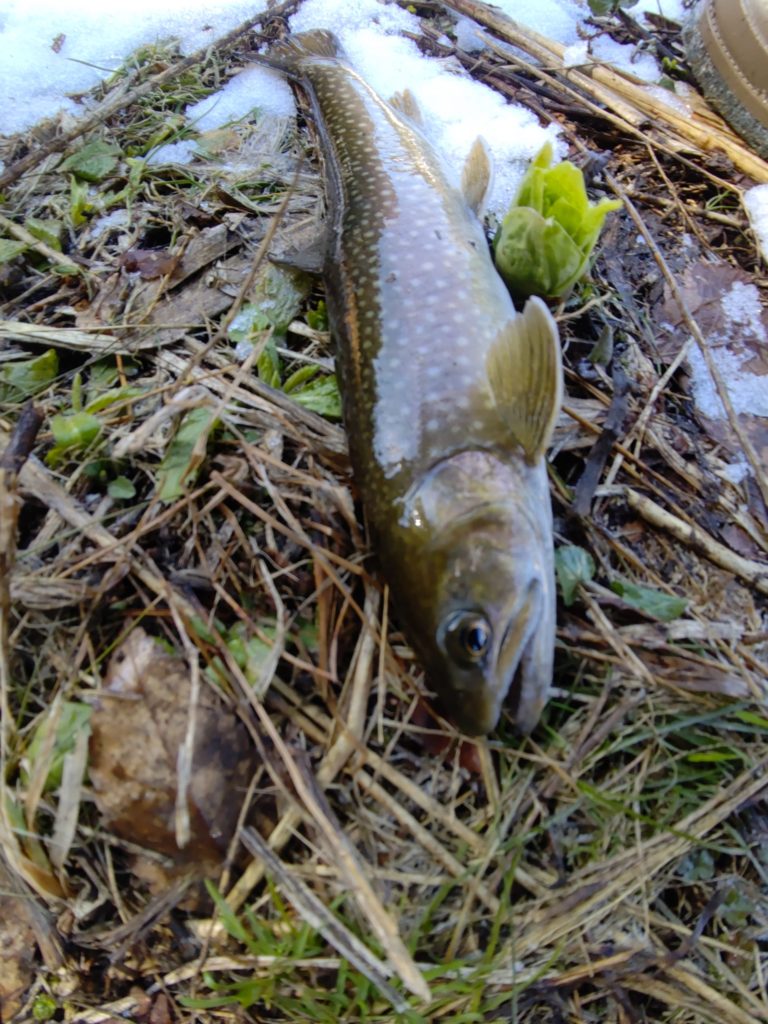 チェイスの末ヒットした尺岩魚