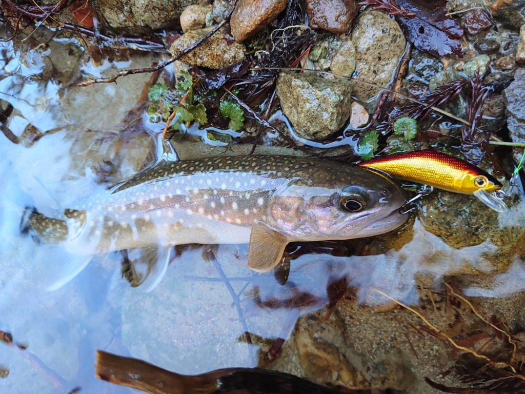 堰堤からルアーに食いつく岩魚