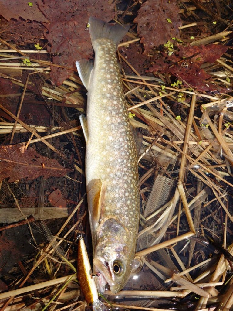 ベリーフックに食らいつく岩魚