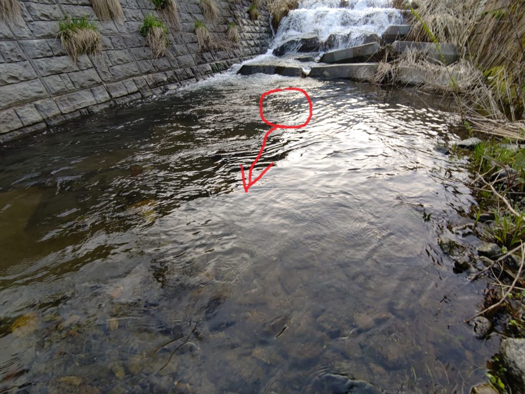 早朝の渓流での岩魚のヒットコース