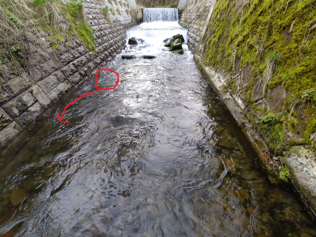 堰堤で岩魚のチェイスを確認