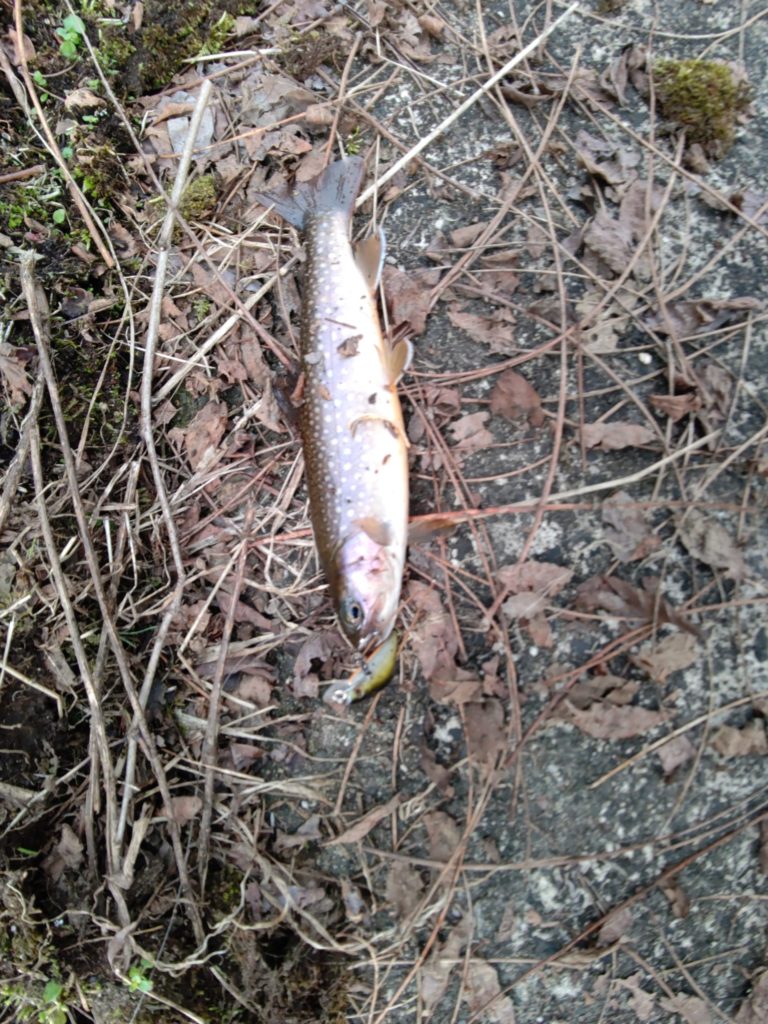 早朝の河川でヒットした岩魚