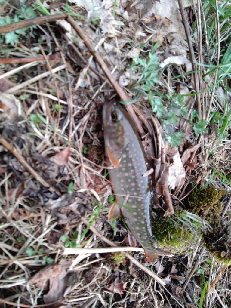 渓流で釣れた小さい岩魚