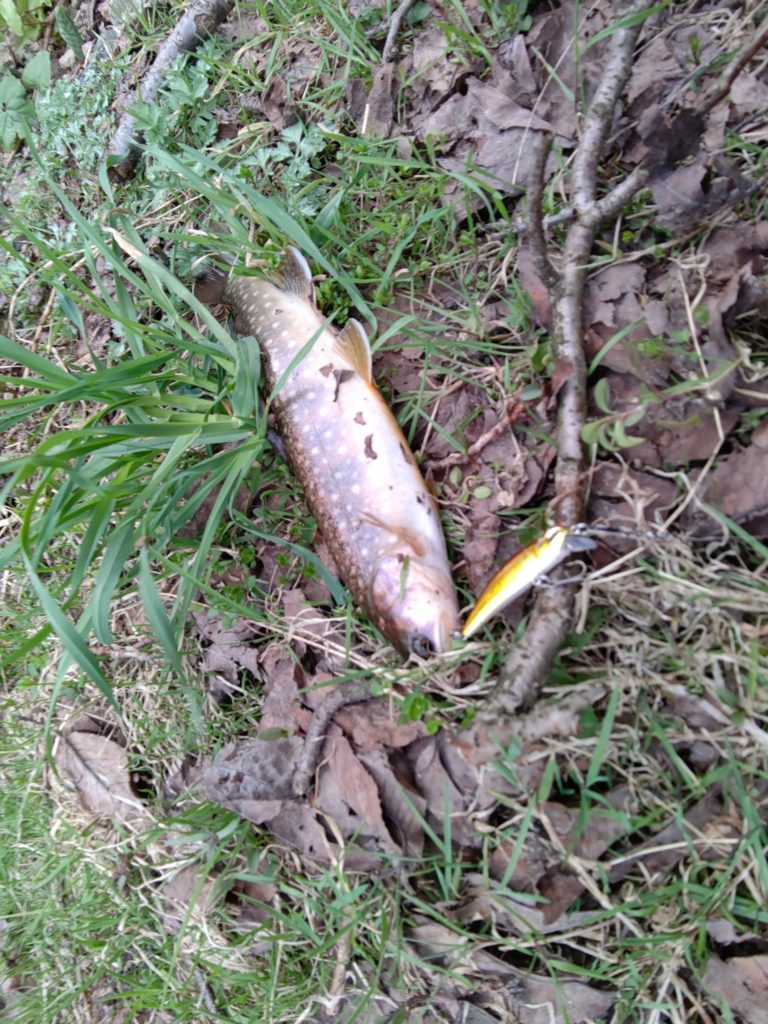 朝マズメでヒットした良型の岩魚