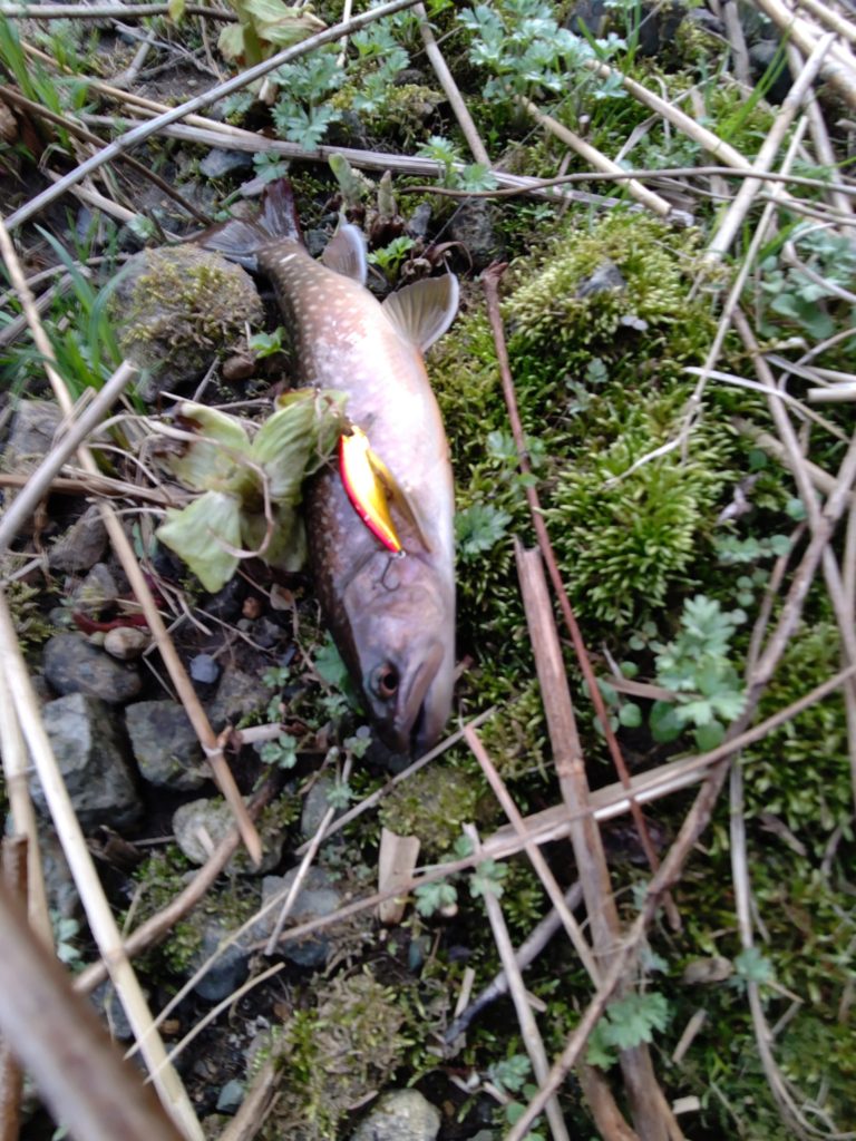 早朝に釣れた良型の岩魚