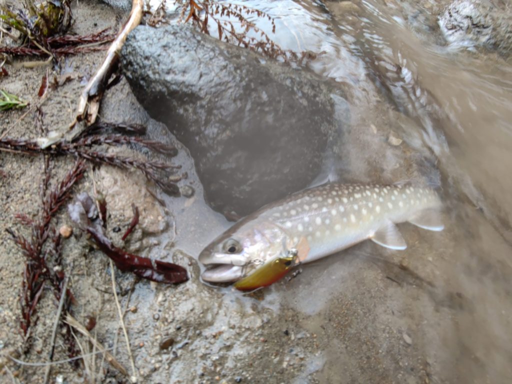 渓流釣りでルアーに食いつく岩魚