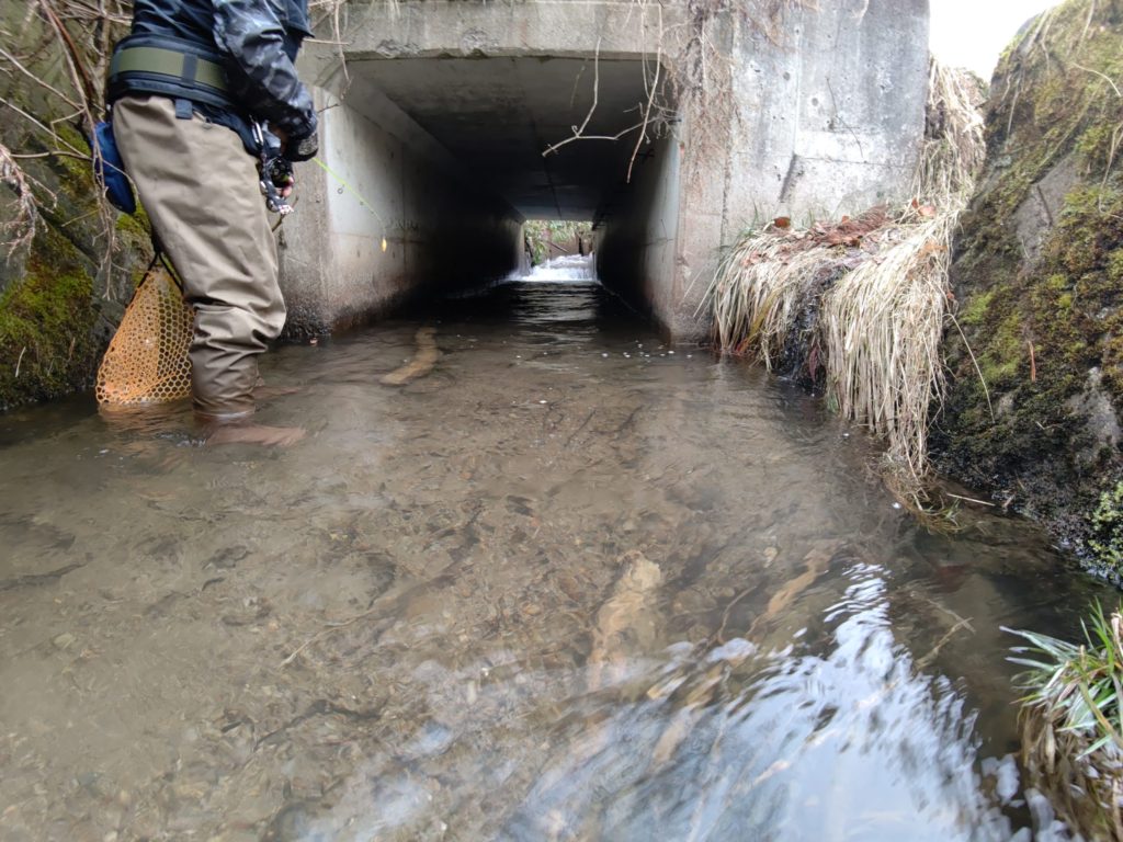 用水路で渓流釣り