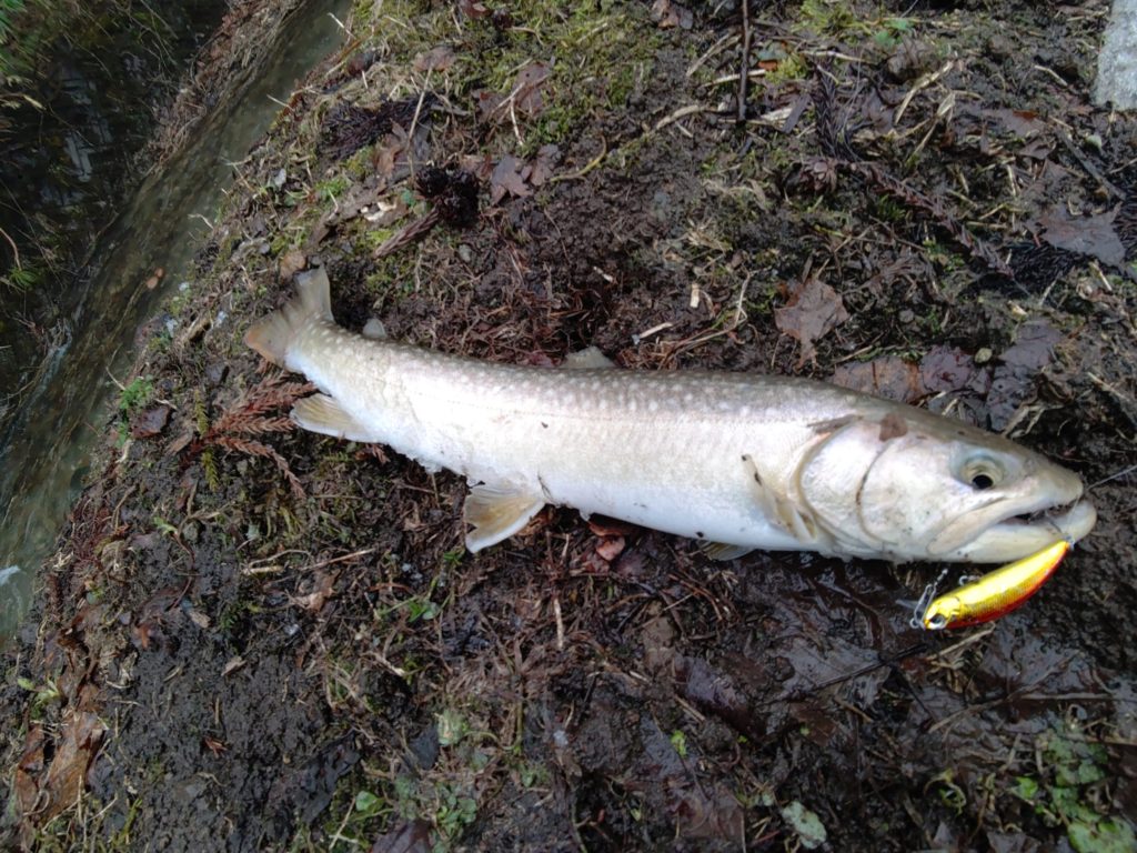 渓流で釣れた40センチの岩魚
