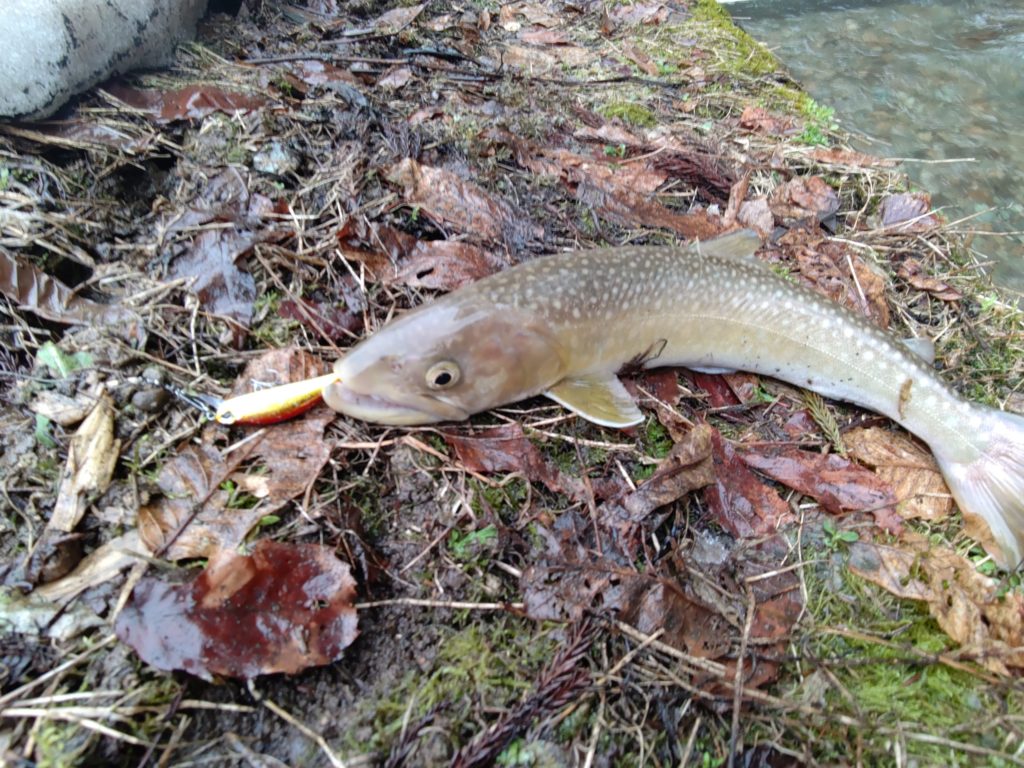 秋田県渓流釣り解禁直後で釣れた岩魚