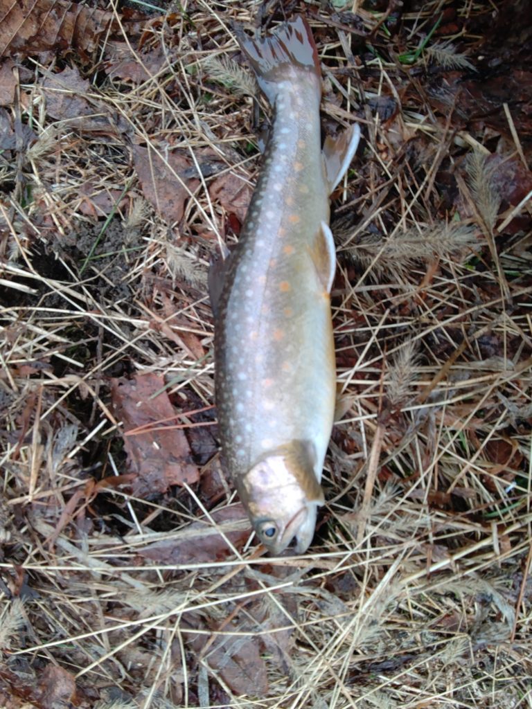 用水路で釣れた岩魚