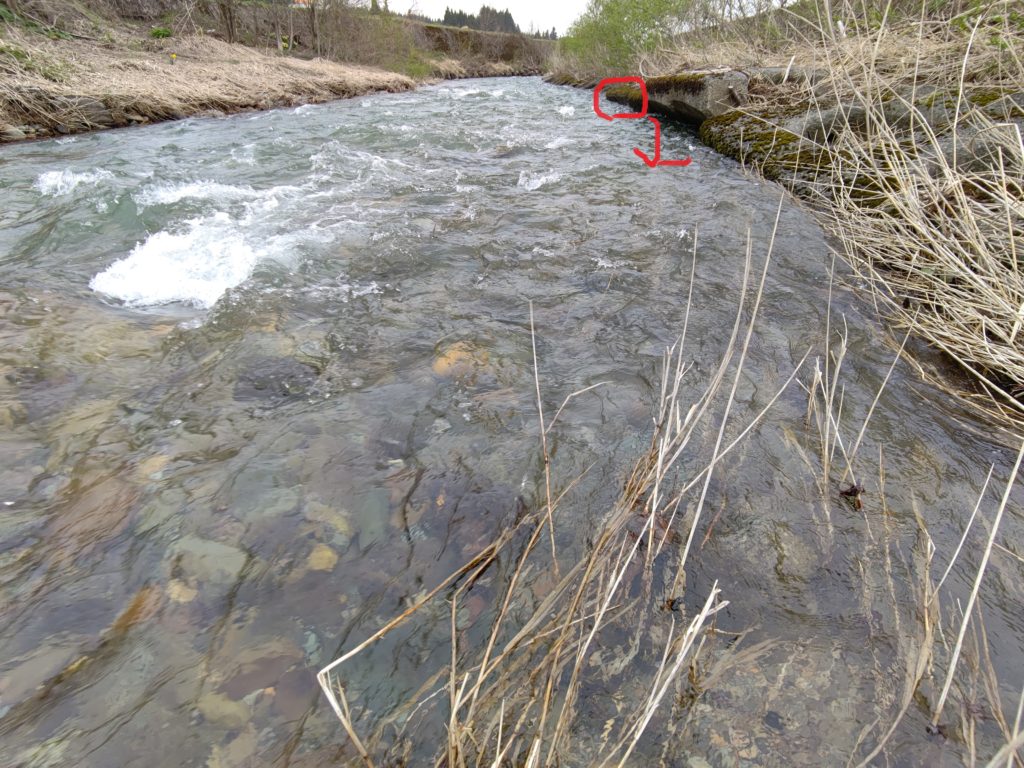雪代で増水した渓流での岩魚のバイト