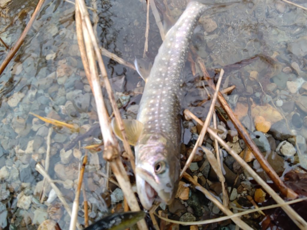 ダウンキャストでヒットした岩魚