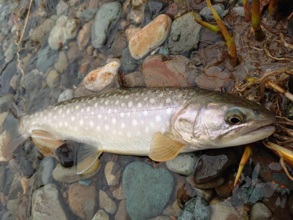 雪代でヒットした斑点の大きい岩魚