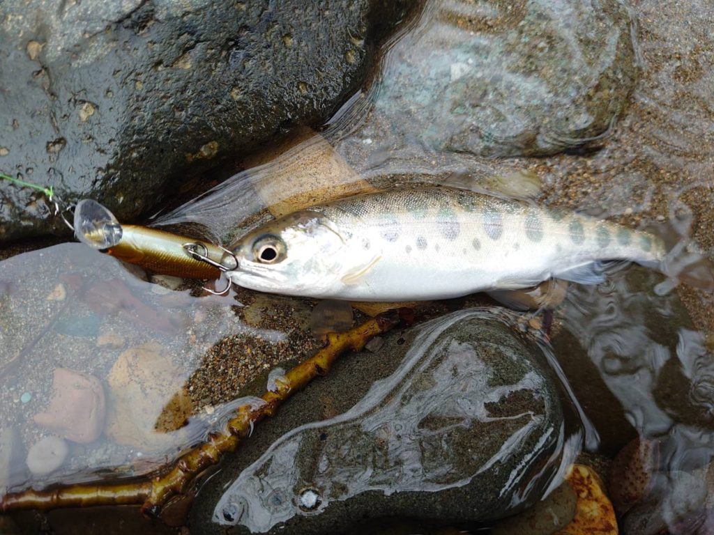 リュウキでヒットした雪代での山女魚