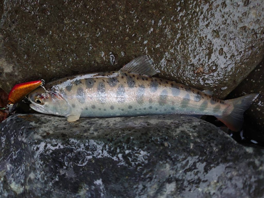 ヒレの綺麗な山女魚