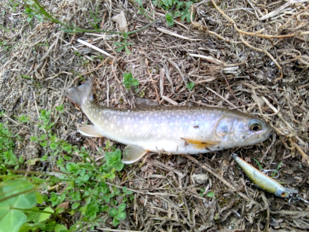 渓流でヒットしたエゾイワナ