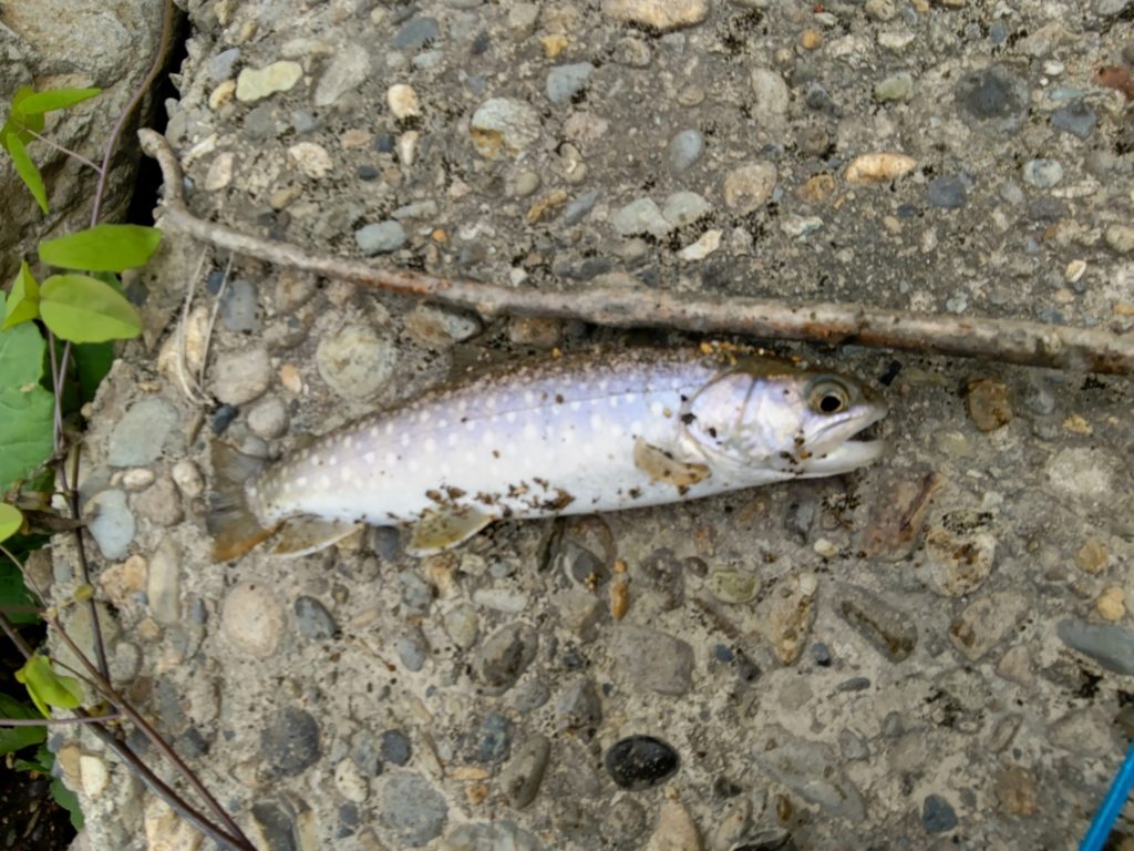 増水時にルアーでヒットしたエゾイワナ