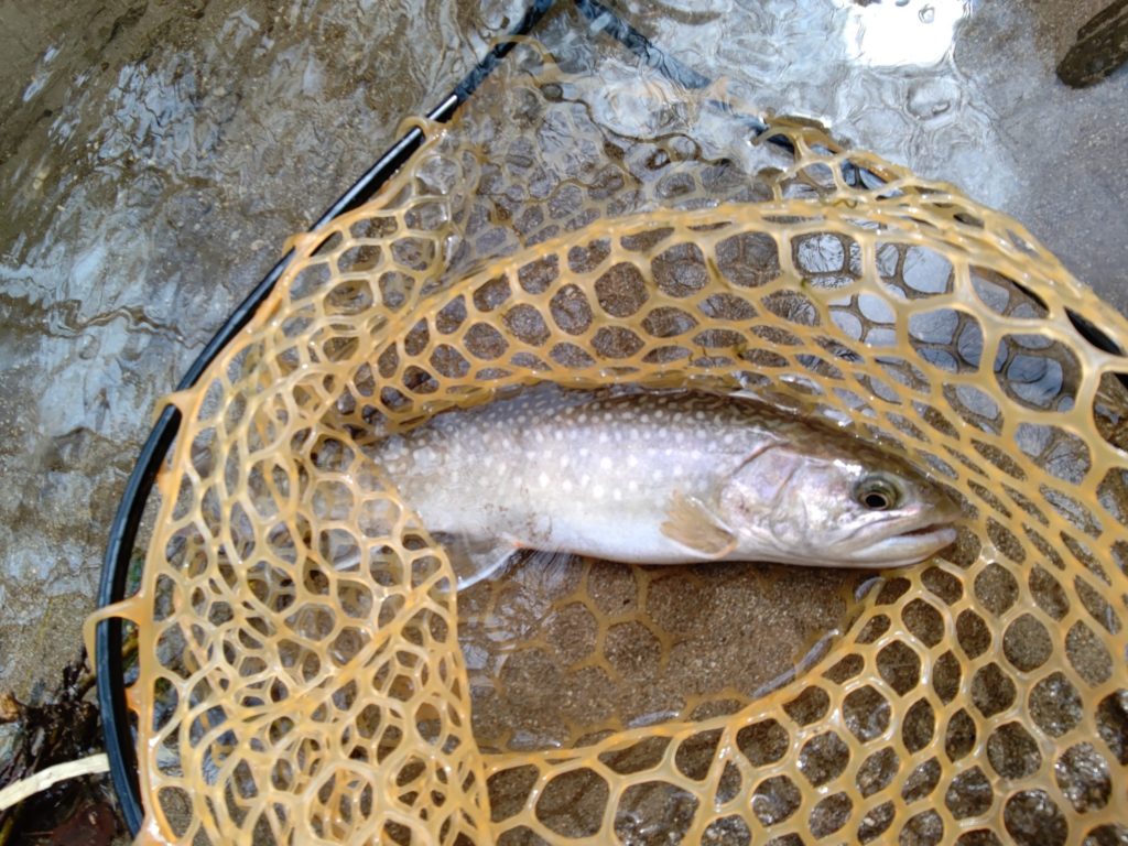 ルアーでヒットした泣き尺の岩魚