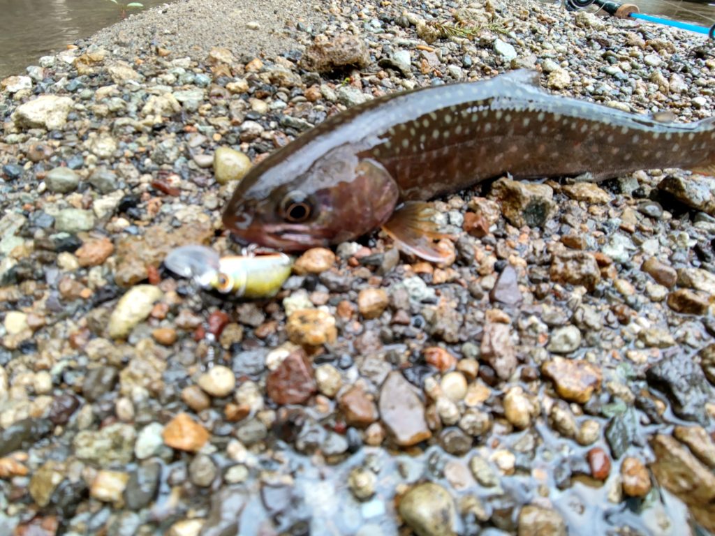 Dコンタクトでヒットした岩魚