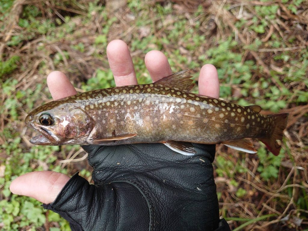 傷だらけの岩魚