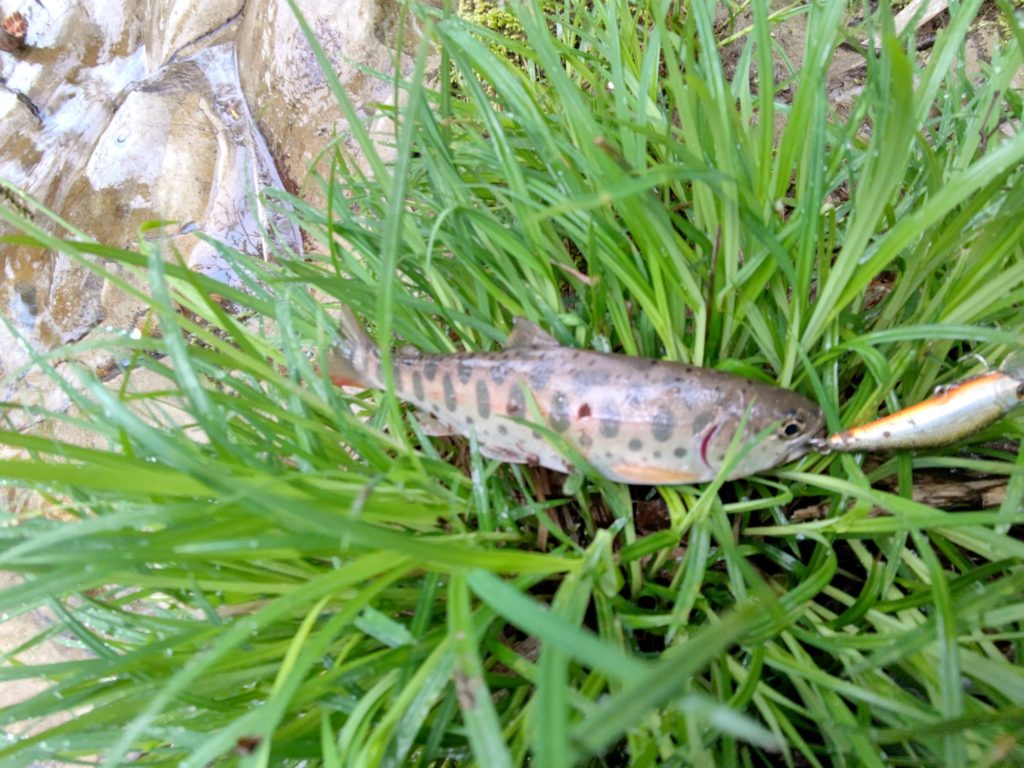 上流域でヒットした小型の山女魚