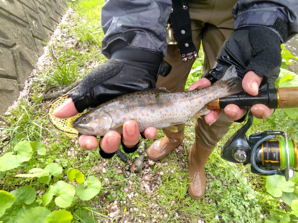ヒレの小さい良型山女魚