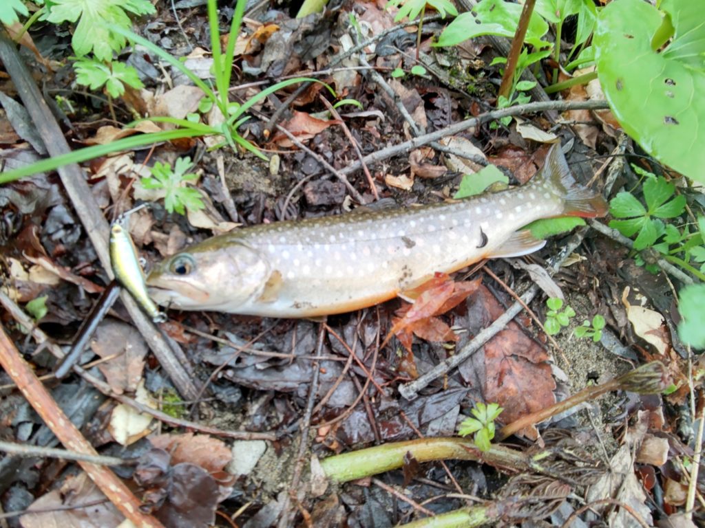 斑点の大きいニッコウイワナ