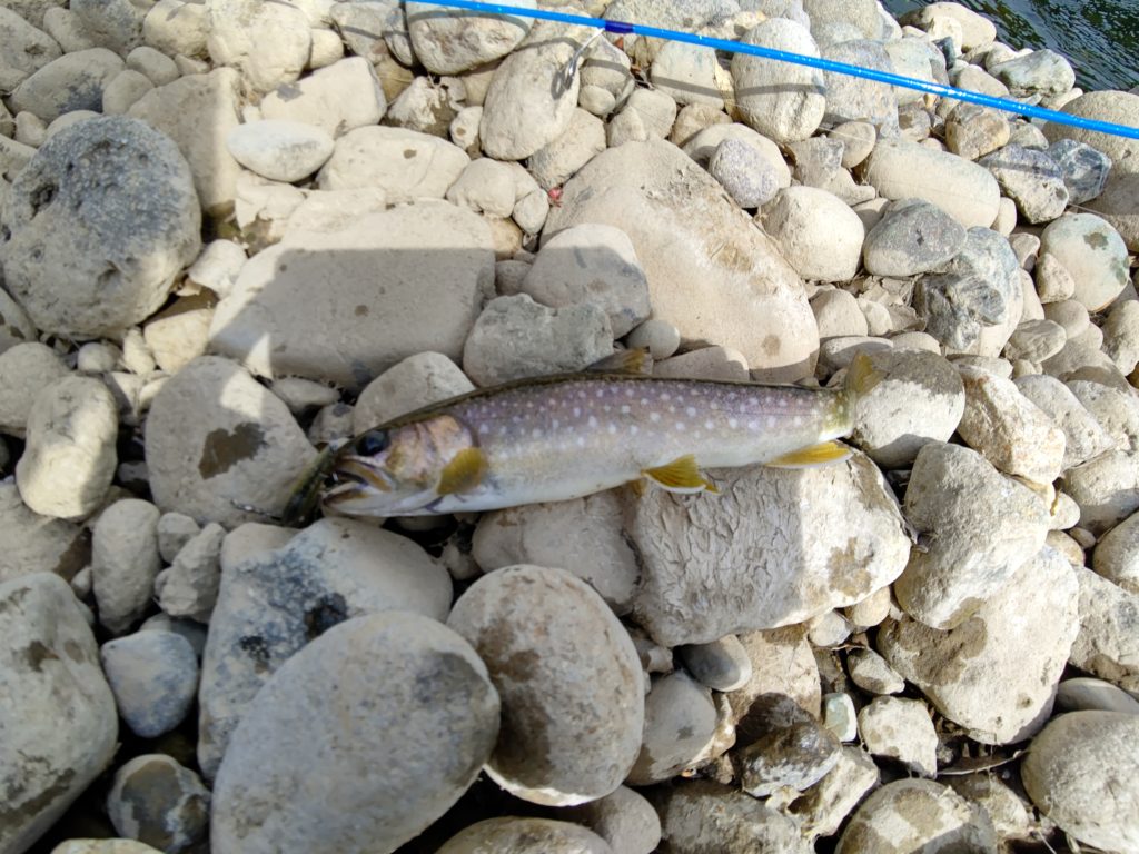 死んだ目の岩魚