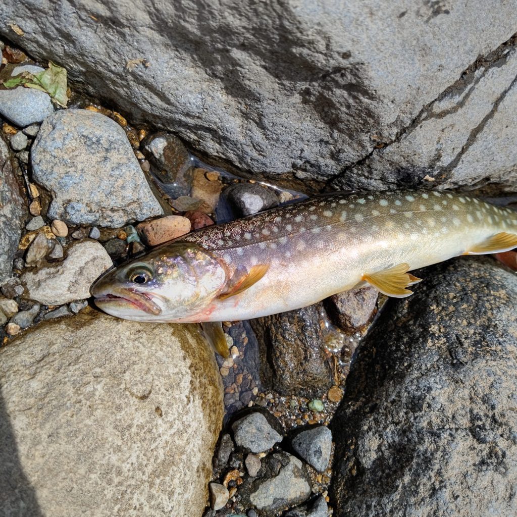 渇水で釣れた岩魚