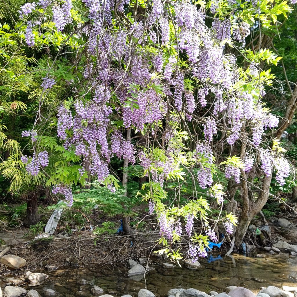 渓流の藤の花