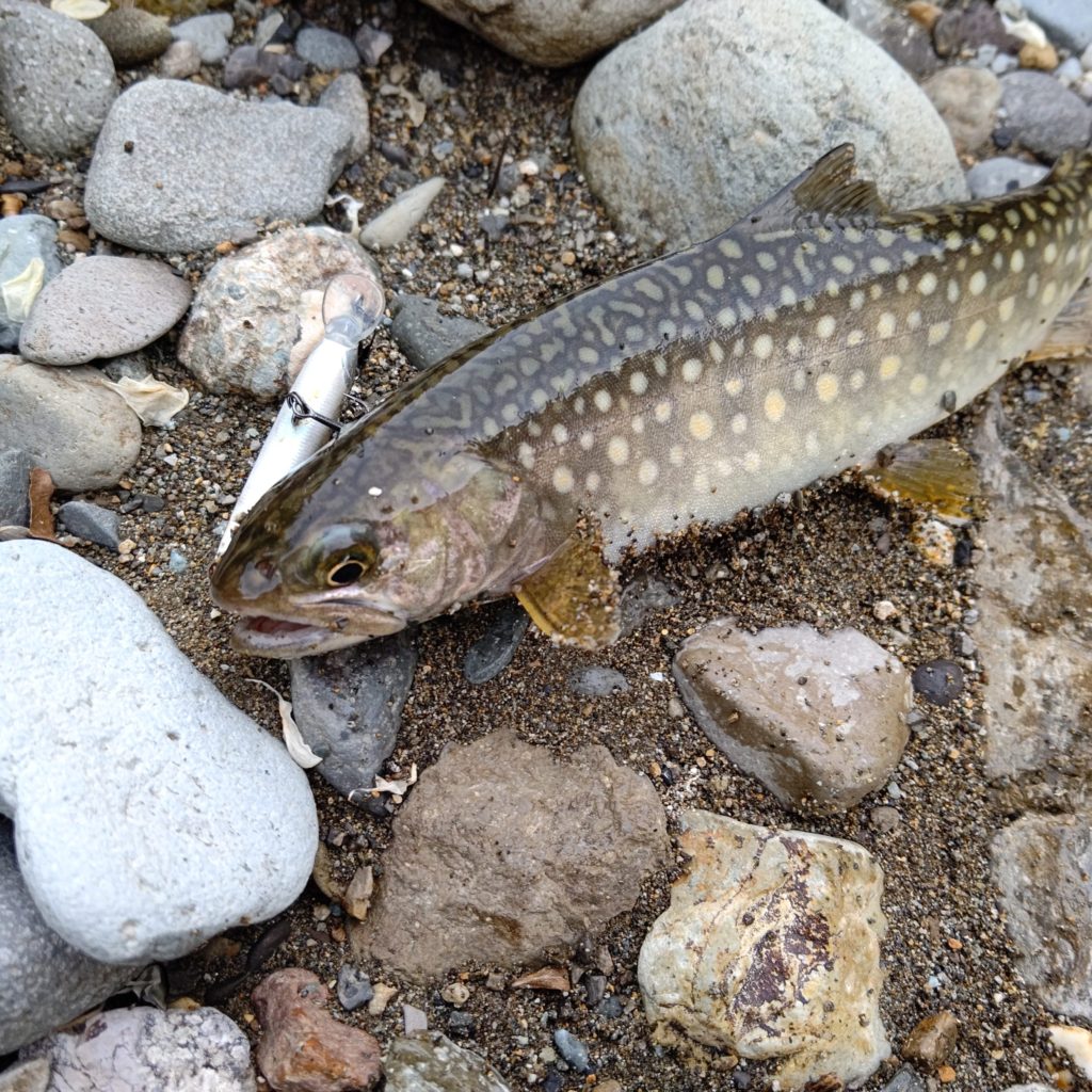 黒い魚体の岩魚