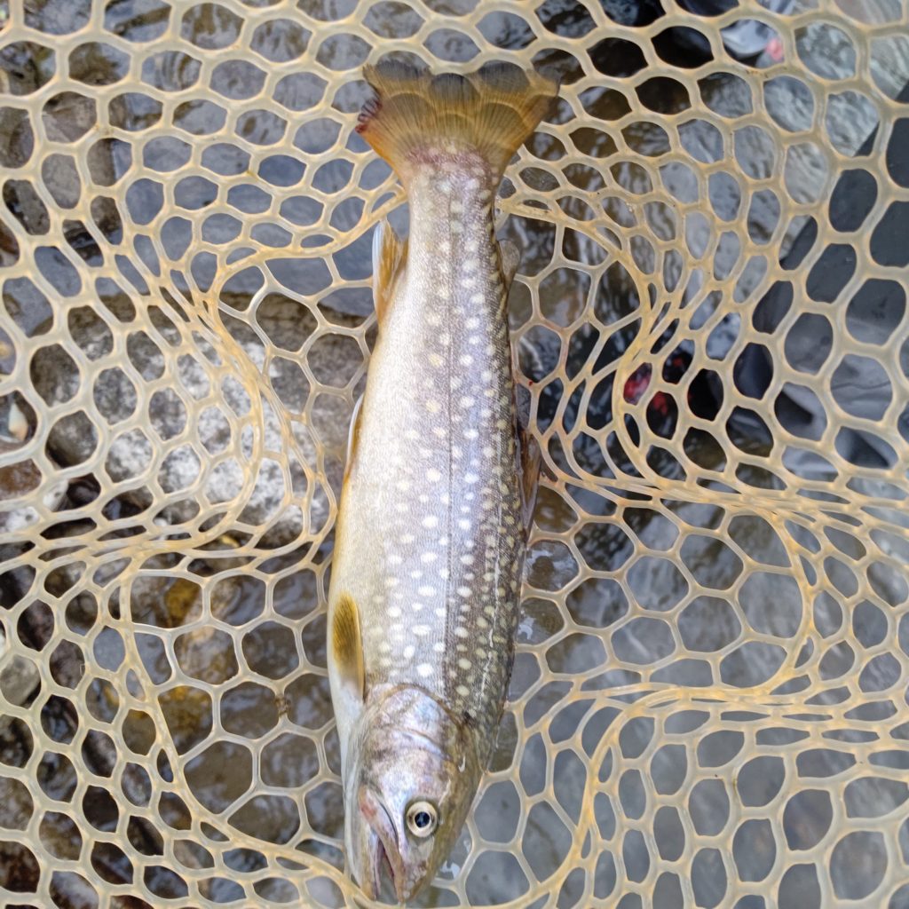 体高のある岩魚