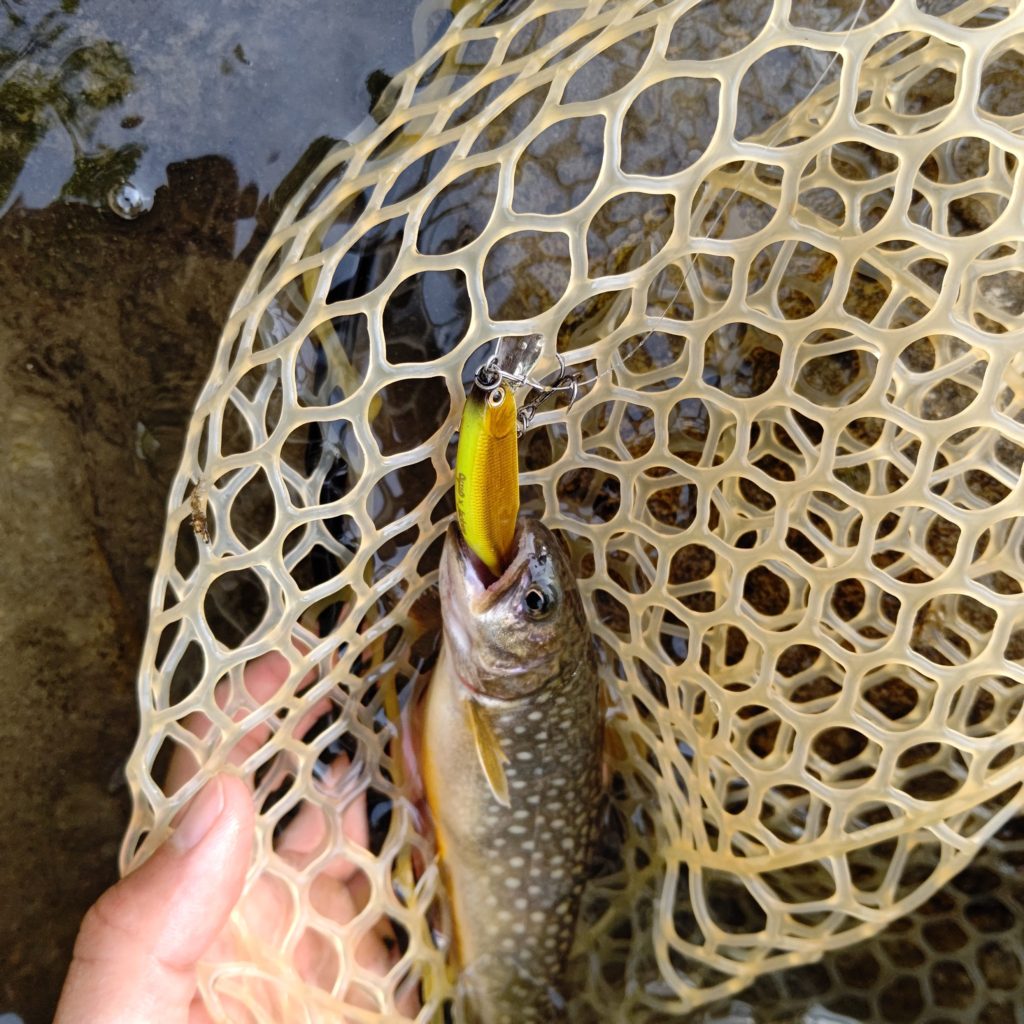 ルアーを丸飲みする岩魚