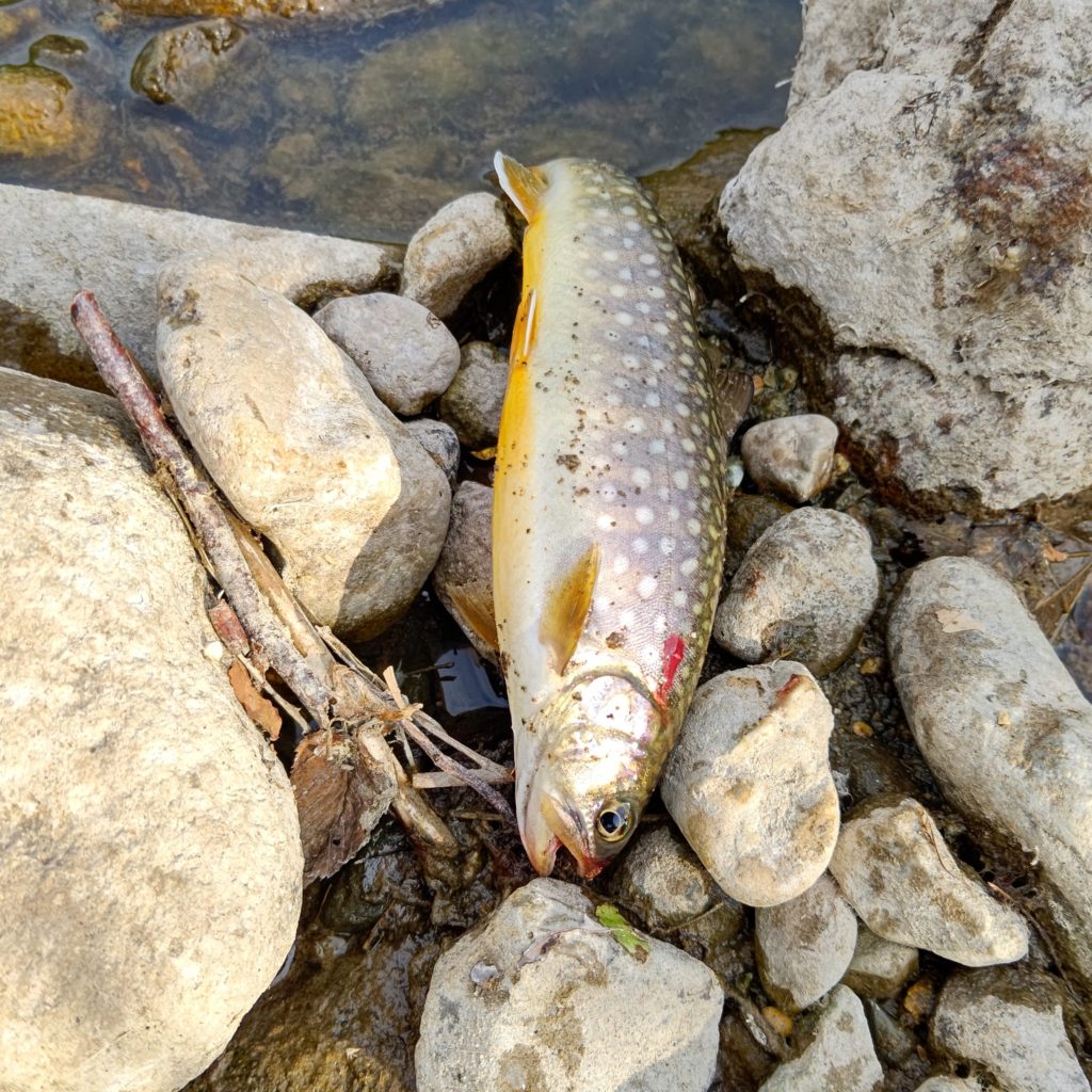 黄色いお腹の岩魚