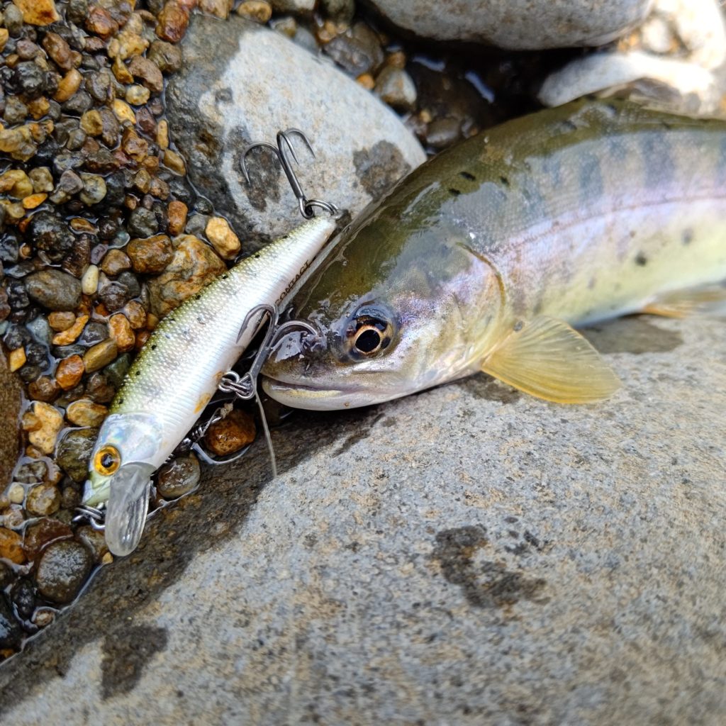 ルアーと山女魚