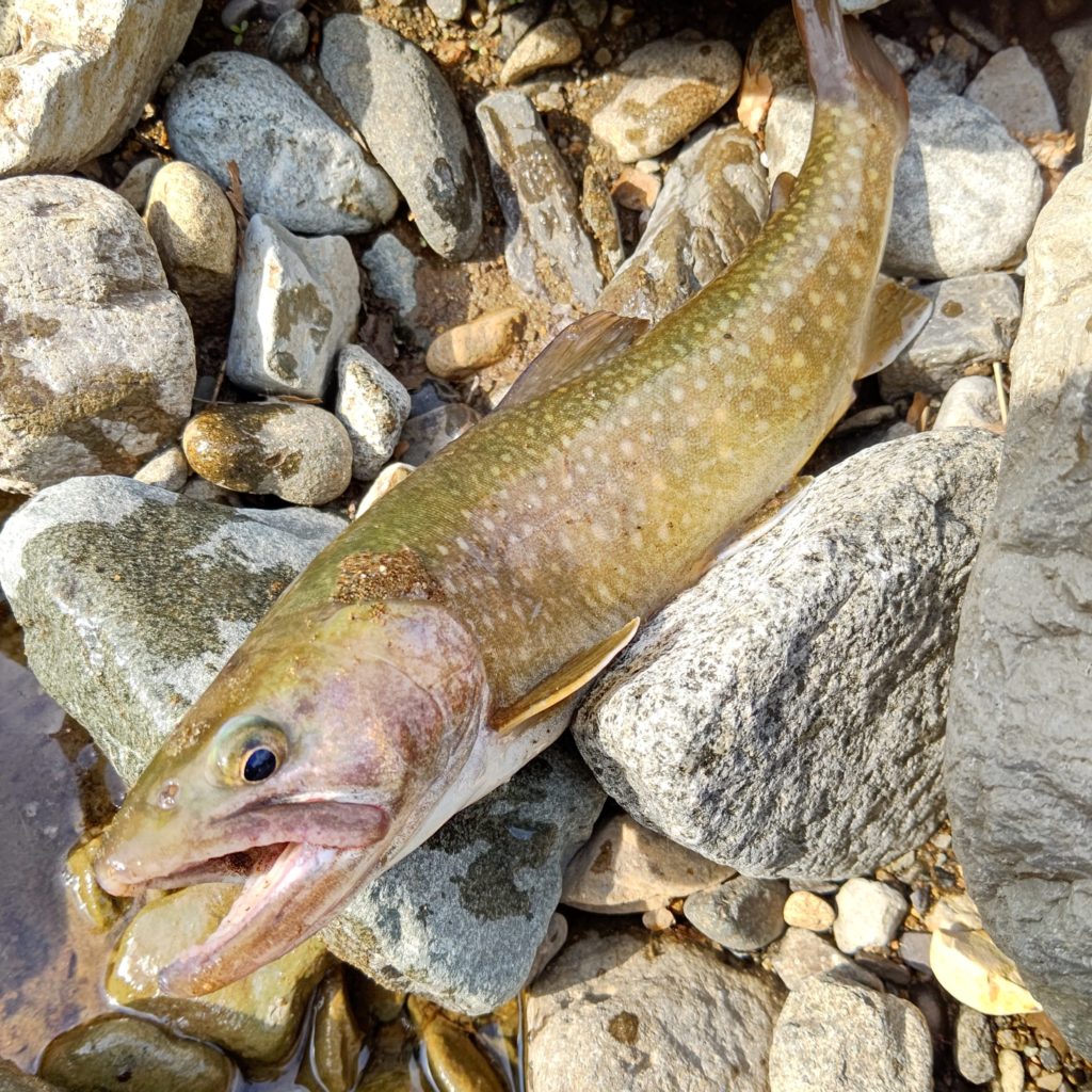 上流域の尺岩魚