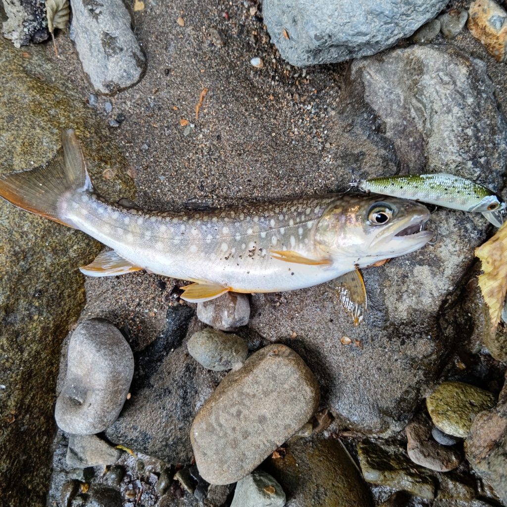 ヒレピンの岩魚