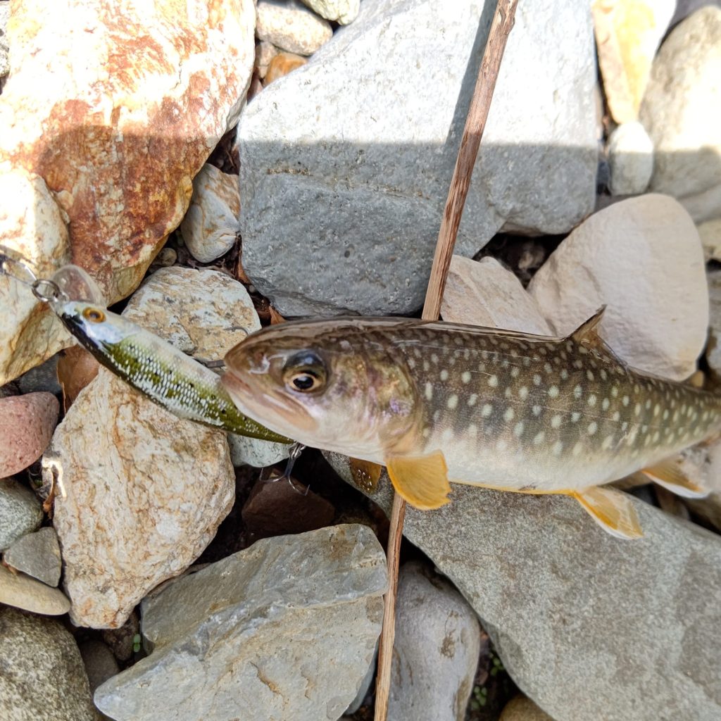 Dコンタクトと岩魚