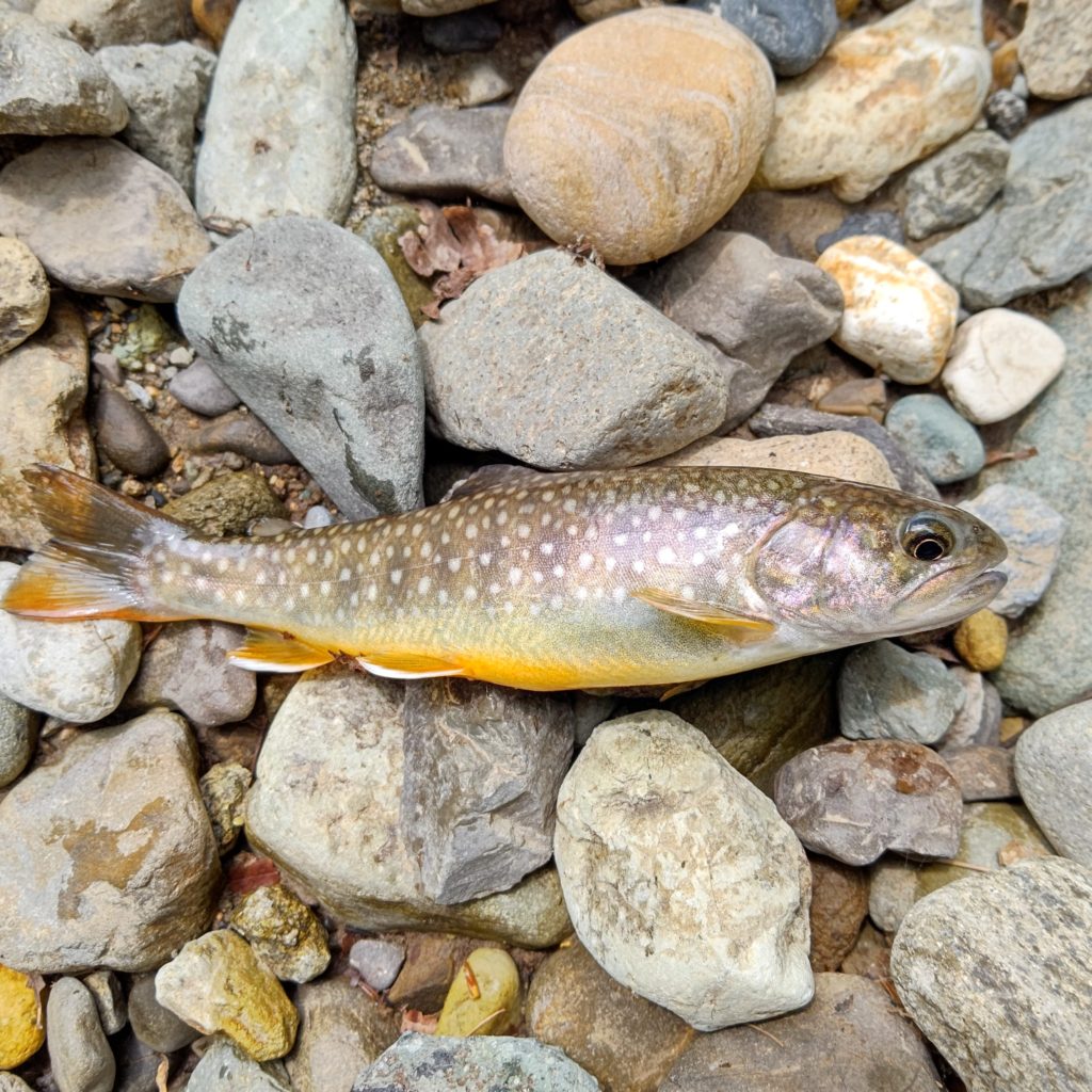 オレンジベリーの岩魚