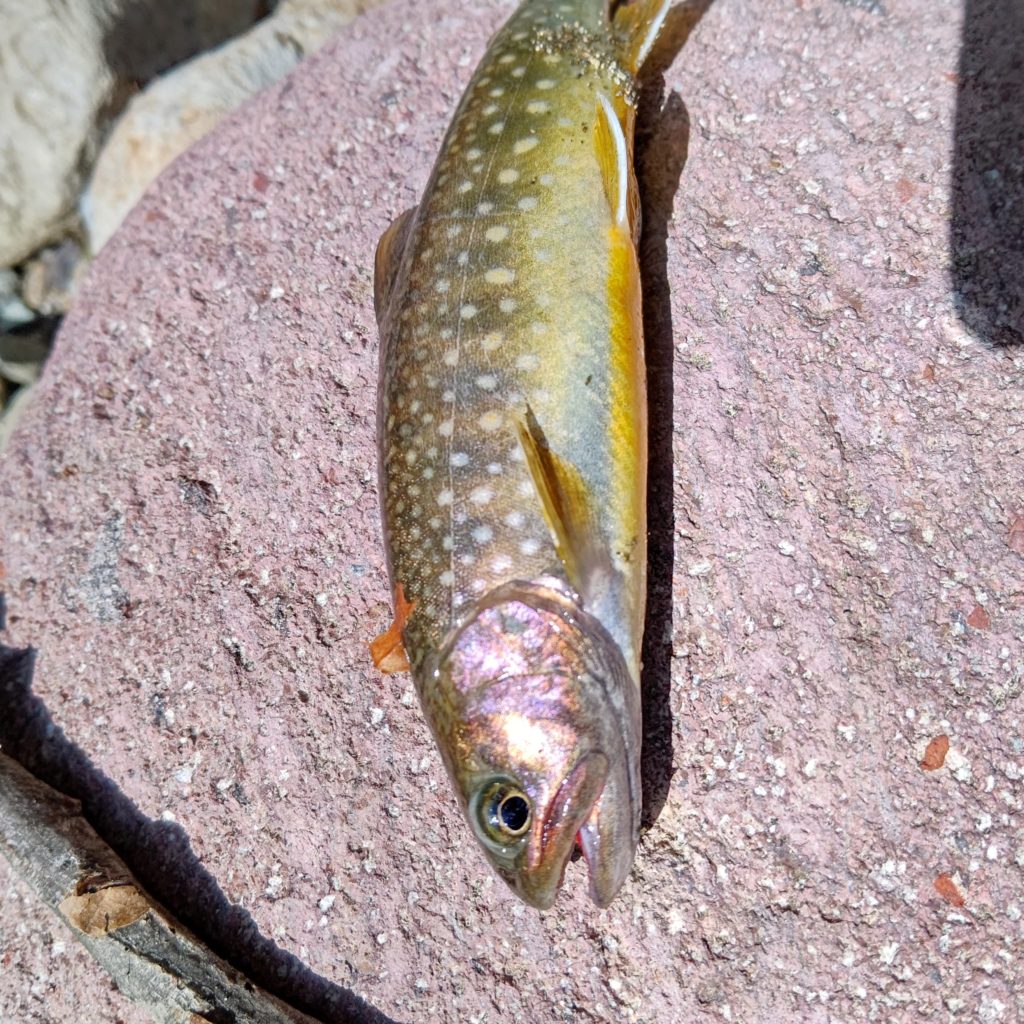 傷だらけの岩魚