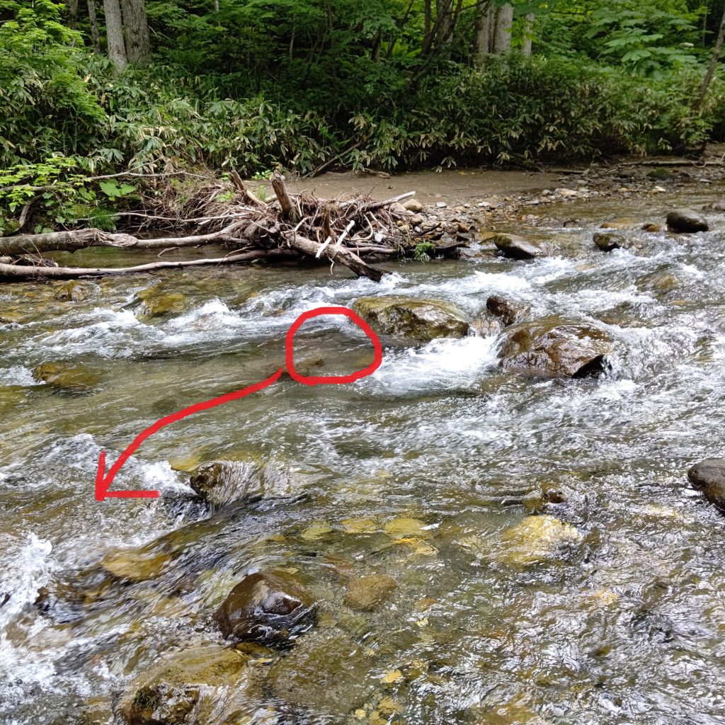 流れ込み脇の溜まり