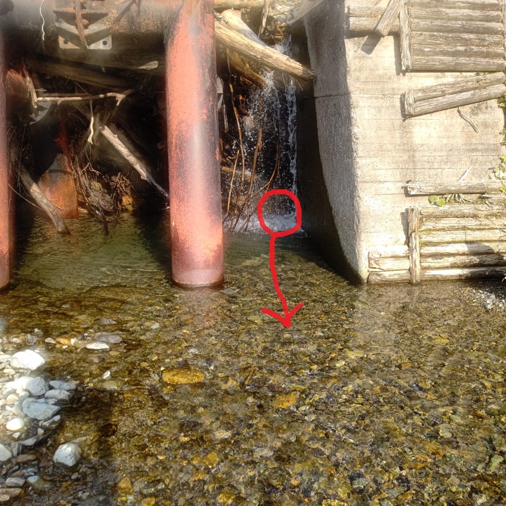 倒木の下の落込み