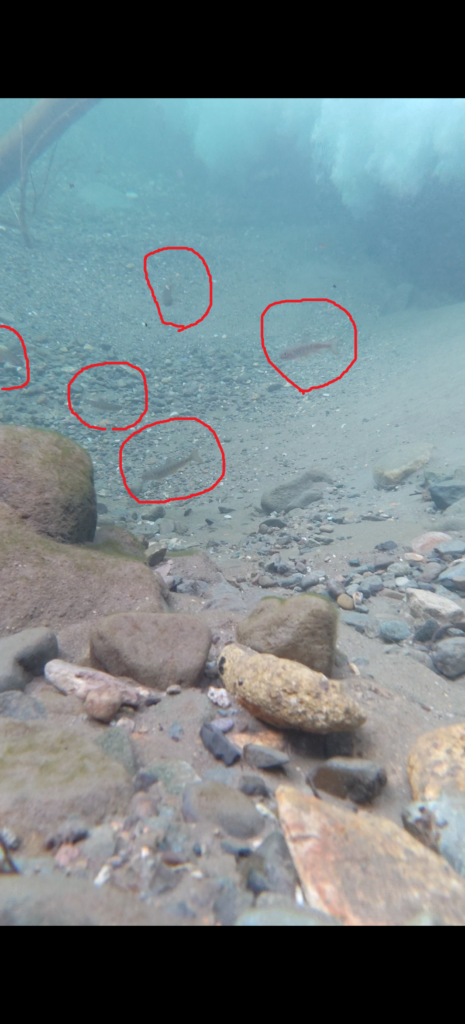 岩魚の水中画像