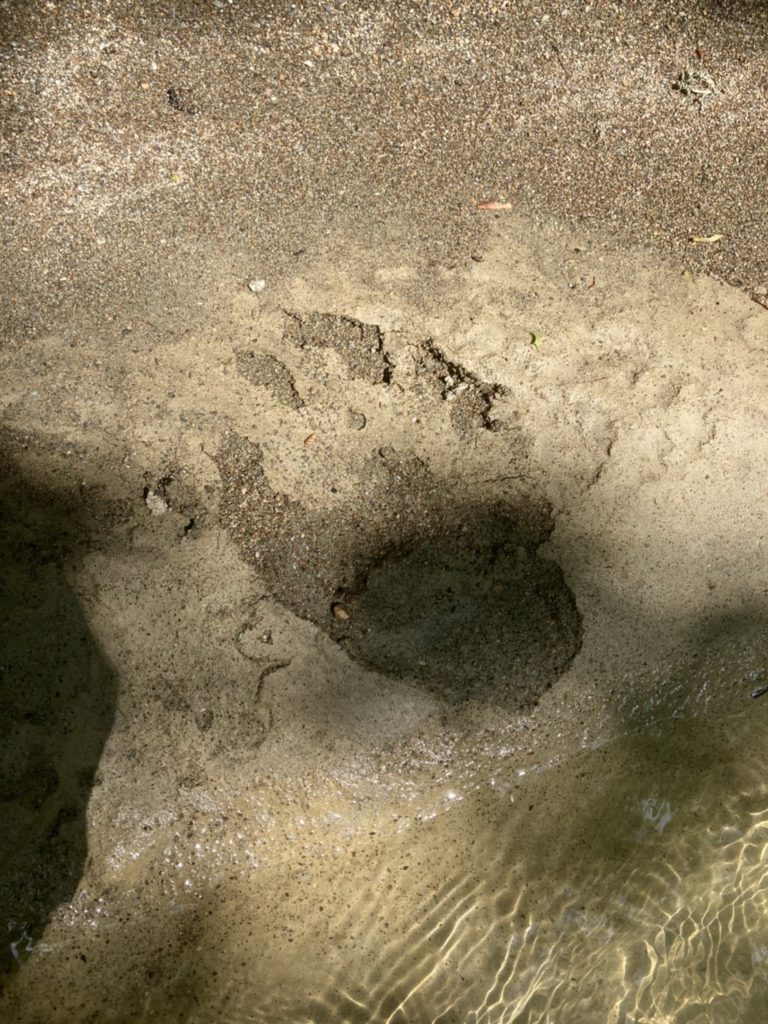 山間部の熊の足跡